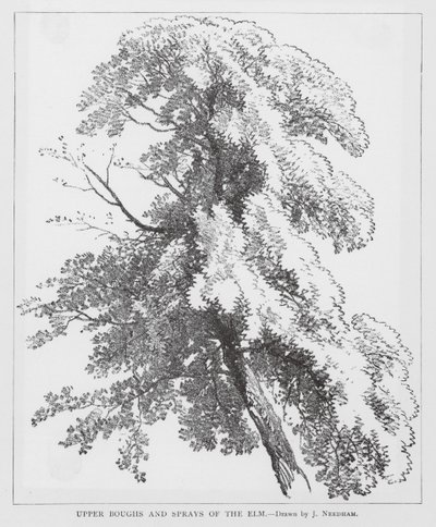 Branches et rameaux supérieurs de l