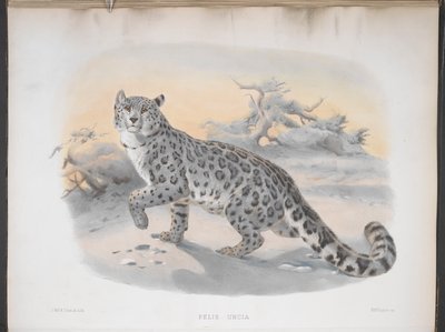 Felis uncia, Léopard des neiges, de 