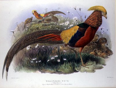 Thaumalea picta (Faisan doré) gravé par M. & N. Hanhart - Joseph and Smit J. Wolf