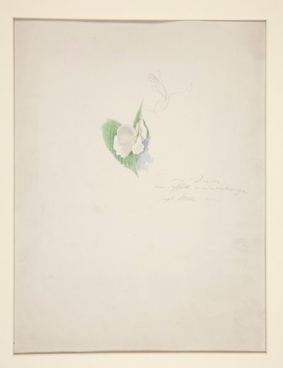 Fleur - Joseph Stella