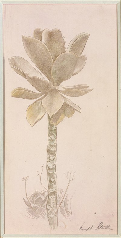 Étude des fleurs - Joseph Stella