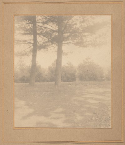 Paysage avec arbres,c. 1900 (photo) - Joseph T. Keiley