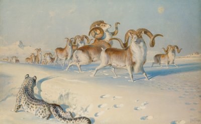 Un léopard des neiges traquant un Ovis Poli - Joseph Wolf