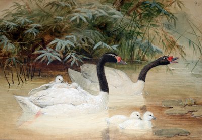 Cygne à cou noir (Cygnus nigricollis), 1852-54 - Joseph Wolf