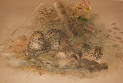 Léopard nébuleux (Felis macrocelis) - Joseph Wolf