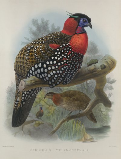 Tragopan à ventre cramoisi, gravé par M. & N. Hanhart, 1870-72 par Wolf, Joseph (1820-99) & Smit, J. (fl.1870) - Joseph Wolf