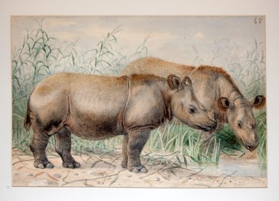 Rhinocéros à Oreilles Poilues - Joseph Wolf