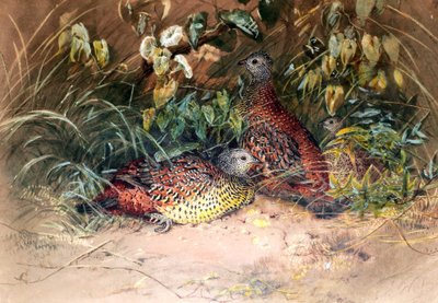 Francolin de Hardwicke (Galloperdix lunulata), 1852-54 - Joseph Wolf