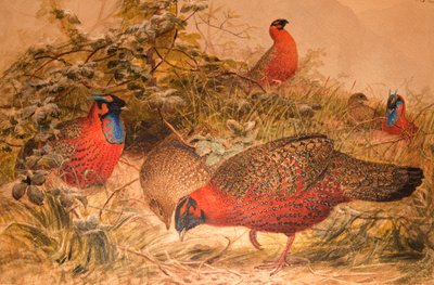 Tragopan satyre (Ceriornis satyra), vers 1851-76 - Joseph Wolf