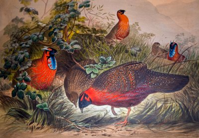 Tragopan cornu, 1861 - Joseph Wolf