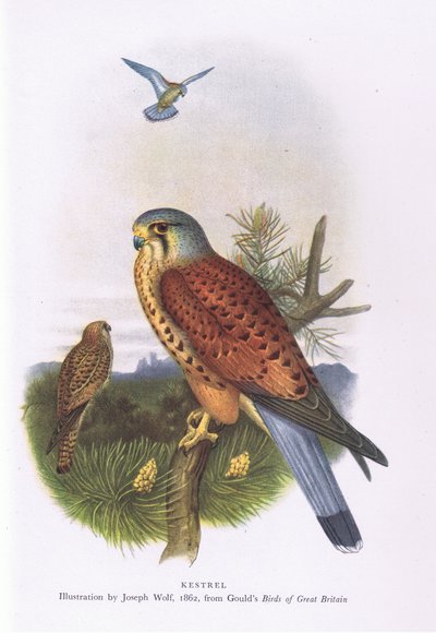 Crécerelle, Nature en Grande-Bretagne publiée par Collins, 1946 - Joseph Wolf