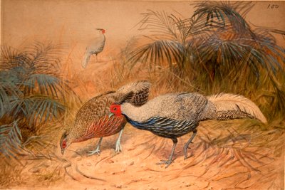 Kaleege linéé (Euplpcamus lineatus), c.1851-76 - Joseph Wolf