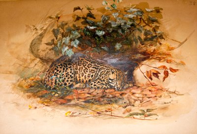 Ocelot - Joseph Wolf