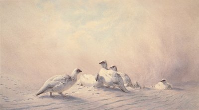 Lagopède, hiver, 1873 - Joseph Wolf