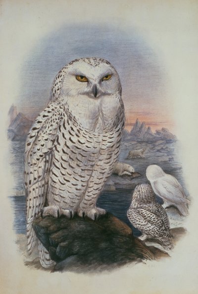 Harfang des neiges, Nyctea Nivea - Joseph Wolf
