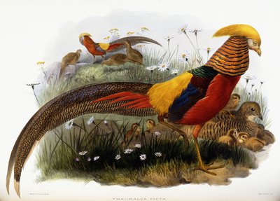 Thaumalea Picta - Joseph Wolf