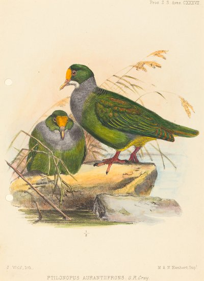 Deux oiseaux (Ptilonopus Auranthfrons) - Joseph Wolf