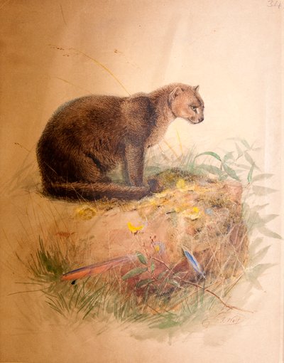 Chat Yaguarundi, 1851-69 - Joseph Wolf