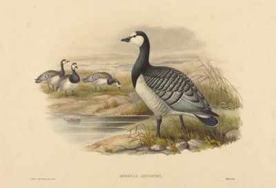 Oie bernache (Bernicla Leucopsis) - Joseph Wolf and H.C. Richter