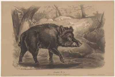 Sanglier - Joseph Zephyris Gengembre