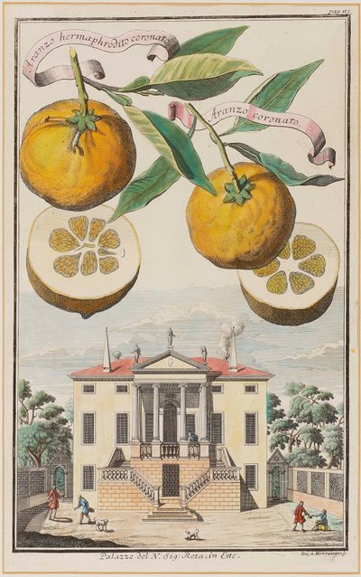Aranzo hermaphrodito coronato - Joseph de Montalegre