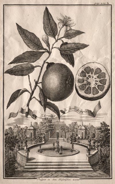 Nurnbergische Hesperides : Aranzo de fior doppio, 1714 - Joseph de Montalegre