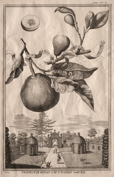 Nurnbergische Hesperides: Limon bergamotto personzin gientile - Joseph de Montalegre