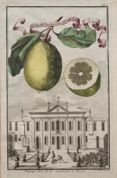 Nurnbergische Hesperides : No125 - Limon Ponzino da Neapoli. Palazzo del N. H. Cornaro à Fiesso, vers 170 - Joseph de Montalegre