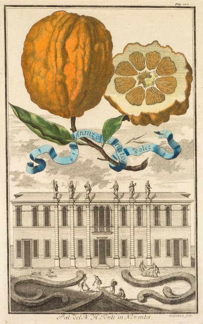 Nurnbergische Hesperides : No185 - Aranzo Striato dolce. Palazzo del N. H. Fonte à Noventa, c1708 - Joseph de Montalegre