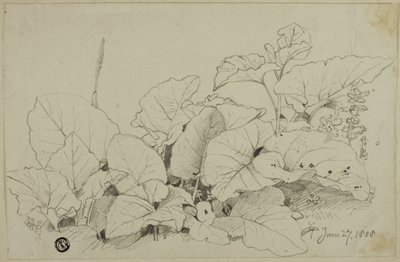 Touffe de feuilles et de fleurs - Joshua Cristall