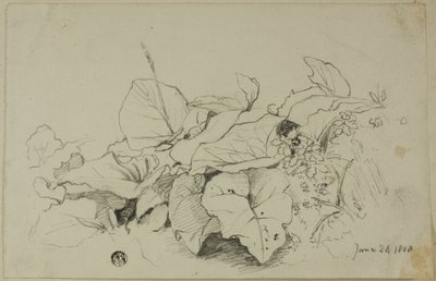 Touffe de feuilles et de fleurs - Joshua Cristall