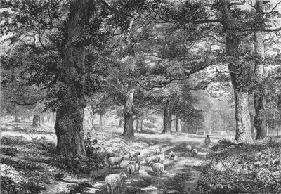 Dans la forêt de Sherwood, vers 1875 - Josiah Wood Whymper