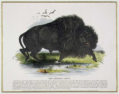 Le bison américain, illustration éducative pub. par la Society for Promoting Christian Knowledge - Josiah Wood Whymper