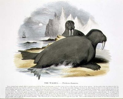 Le Morse (Trichecus rosmarus) illustration éducative publiée par la Society for Promoting Christian Knowledge - Josiah Wood Whymper