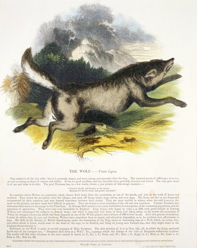 Le loup (Canis lupus) illustration éducative publiée par la Society for Promoting Christian Knowledge - Josiah Wood Whymper