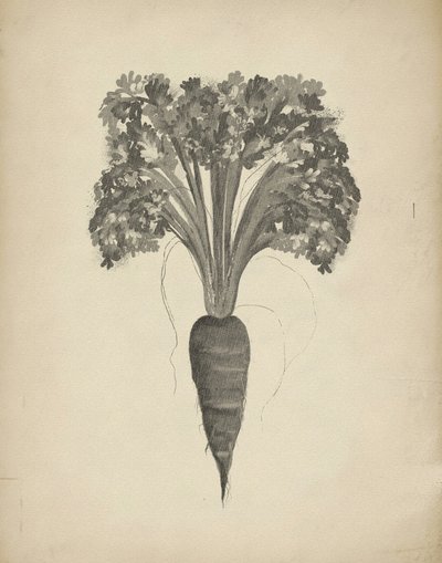 Dessin botanique d