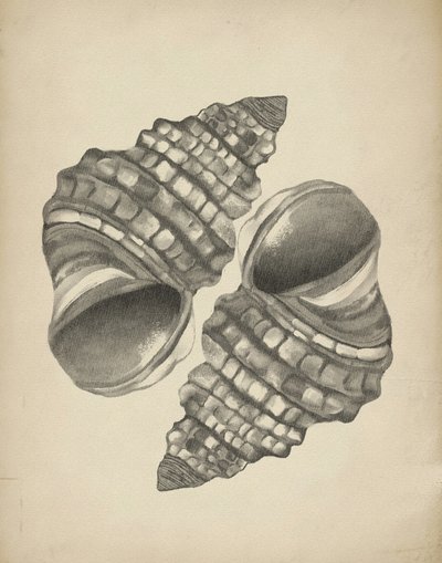 Coquilles en spirale détaillées - Josie George