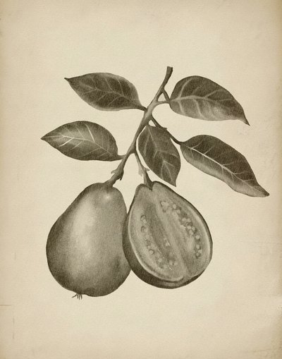 Étude botanique de la goyave - Josie George
