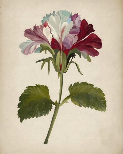 Une floraison éclatante de géraniums - Josie George