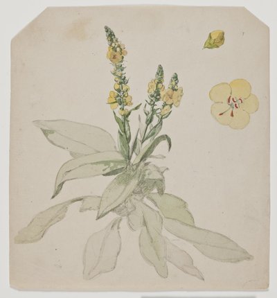 Molène en fleur (verbaserum) - Jørgen Roed