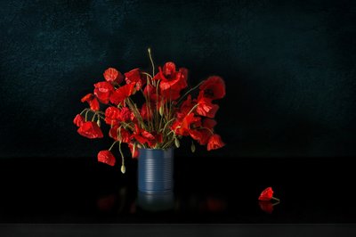 Des coquelicots rouges spectaculaires - Juan Antonio Palacios