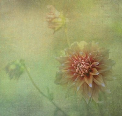  - Judy Tseng