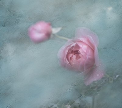 Des roses roses de rêve - Judy Tseng
