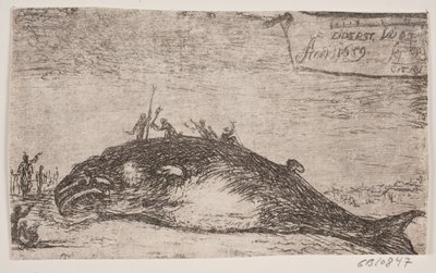 Une baleine échouée à Eiderstedt - Jürgen Ovens