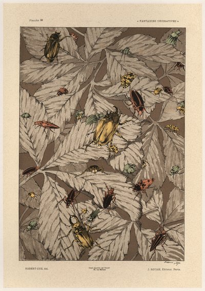 Coléoptères, planche 38 de 
