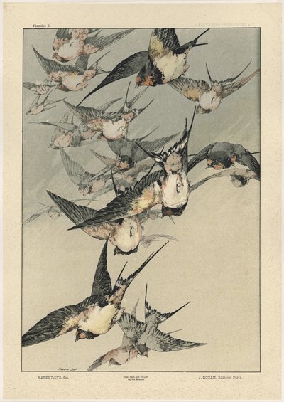 Oiseaux, planche 5 de 
