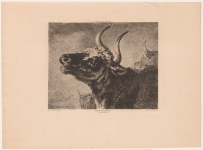 Tête de taureau - Jules Ferdinand Jacquemart