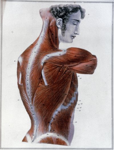 Muscles du dos - Jules Germain Cloquet
