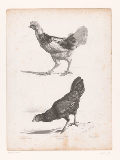 Étude de deux poules - Jules Joseph Augustin Laurens
