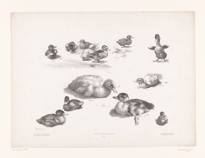 Études de canards et canetons - Jules Joseph Augustin Laurens